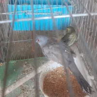 سهره سبز عروس هلندی و الماسی|پرنده|ایلخچی, |دیوار