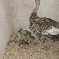 بوقلمون همراه با جوجه