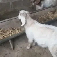 سلام دوستان گرامی