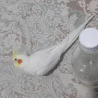 عروس هلندی|پرنده|کردکوی, |دیوار