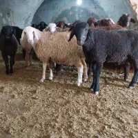 بره نر|حیوانات مزرعه|بهارستان, |دیوار