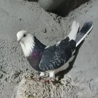 قره شازده نر