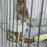 سهره کرمانی نر|پرنده|بجنورد, |دیوار