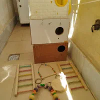 لانه عروس هلندی