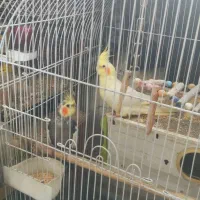 طوطی عروس هلندی