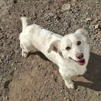 سگ پا کوتاه|سگ|اشتهارد, |دیوار