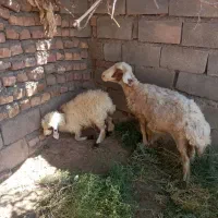 میش با بره نر