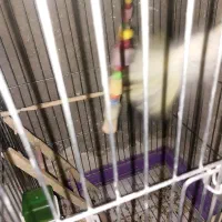 عروس هلندی مولد با جوجه|پرنده|صالح آباد, |دیوار