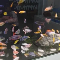 اکواریوم مکران فیش