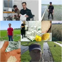 اب نارنج. رب انار . رب نارنج|خوردنی و آشامیدنی|باغستان, |دیوار