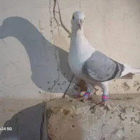 کبوتر پشت گراف یا کویتی نر