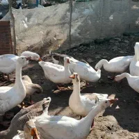 غاز محلی پرواری