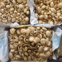 قارچ درجه دو و اسلایس قارچ|خوردنی و آشامیدنی|اصفهان, ابر|دیوار