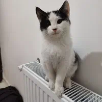 واگذاری رایگان بچه گربه