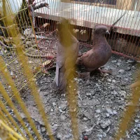 کبوتر راعبی