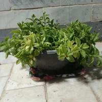 گل ناز