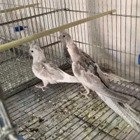 جوجه عروس هلندی