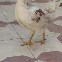 جوجه خروس ایام سمانی و آراکانا|حیوانات مزرعه|شیراز, کوشک میدان|دیوار