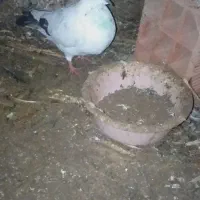 کبوتر دارم دوستان عزیز