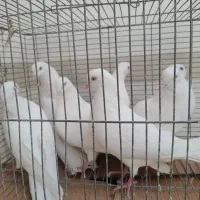 یه تعداد بمبویی