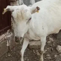 بز سانن شرکتی اصل ۲ الی ۴ قلوزا