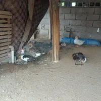 غاز و اردک مصری|حیوانات مزرعه|میناب, |دیوار