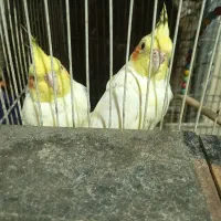 جفت عروس هلندی لوتینو موَلد