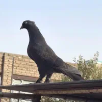 کبوتر مغلوف|پرنده|قم, کیوانفر|دیوار