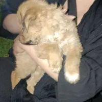 شیتزو فلت سه ماه