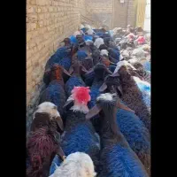 بره نر افشاری و بروجردی باب مالداران