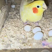 طوطی عروس دوکت از نژادهای خاص و فوق‌العاده زیبا|پرنده|ساری, |دیوار