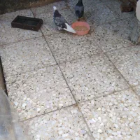 تعدادی کبوتر برای فروش