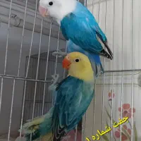 کوتوله برزیلی اپلاین بالغ تازه جفت|پرنده|قم, باجک سه|دیوار