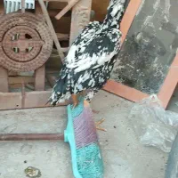 مرغ و خروس و جوجه و نوچه فروشی حراج|حیوانات مزرعه|زاهدان, |دیوار