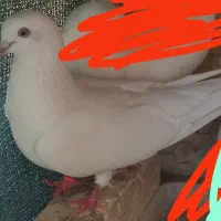 این کفتر گم شده