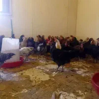 جوجه مرغ و خروس محلی اصل سالن جدید