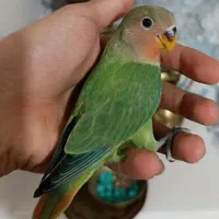 طوطی برزیلی کوتوله رام و دستی شاه تخم کله نارنجی