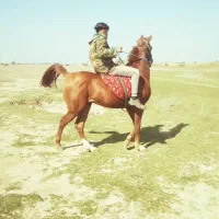 نریان یکسر سواری دار