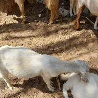 کهره فروشی