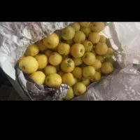 سیب درختی|خوردنی و آشامیدنی|دهگلان, |دیوار