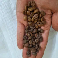 دان قهوه درجه یک
