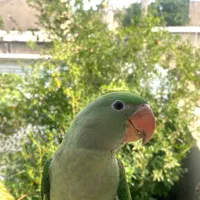 گمشده شاه طوطی|حیوانات|قزوین, |دیوار