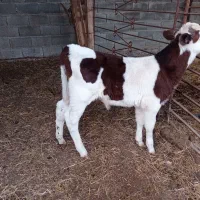 گوساله نر سیمینتال