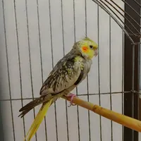 عروس هلندی گمشده