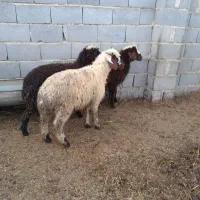 بره نر قربانی (گوسفند )