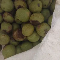 گردو