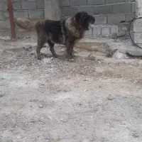 سگ ماده|سگ|رودبار, |دیوار