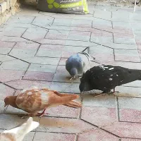 جوجه سینه سبز دم سفید