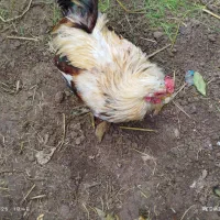 خروس محلی برای نگهداری و قربانی|حیوانات مزرعه|کوچصفهان, |دیوار