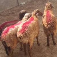 ۴ راس بره ماده گله گرد کردی داشتی تخمی